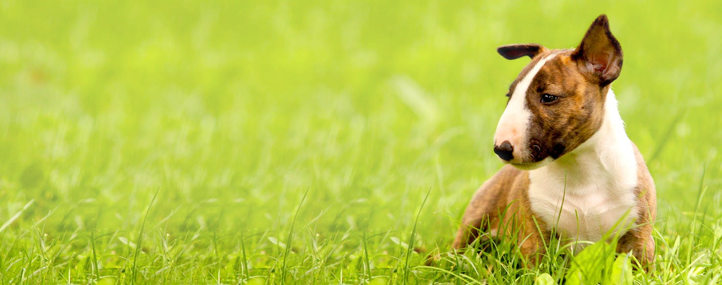 Dog Names Meaning Moody Popular Male And Female Names Wag 